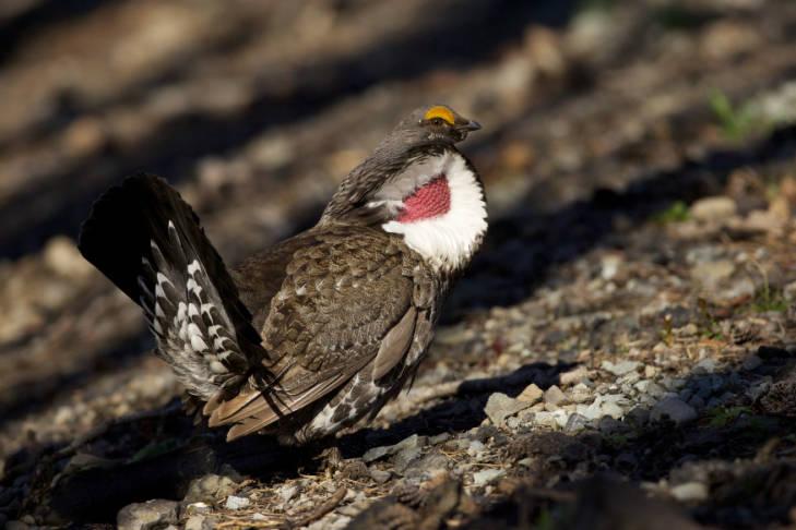 Dusky Grouse