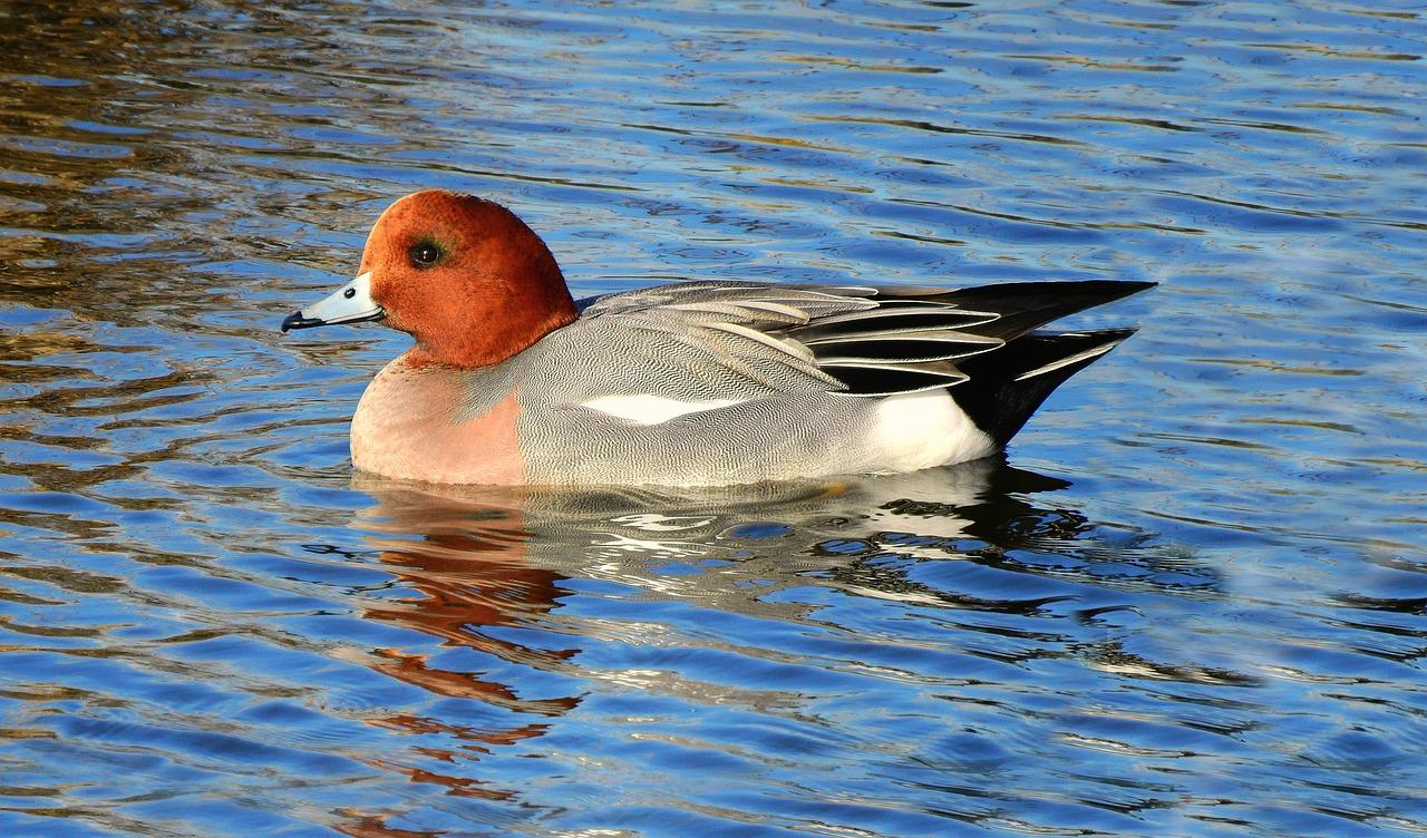 Eurasian Wigeon