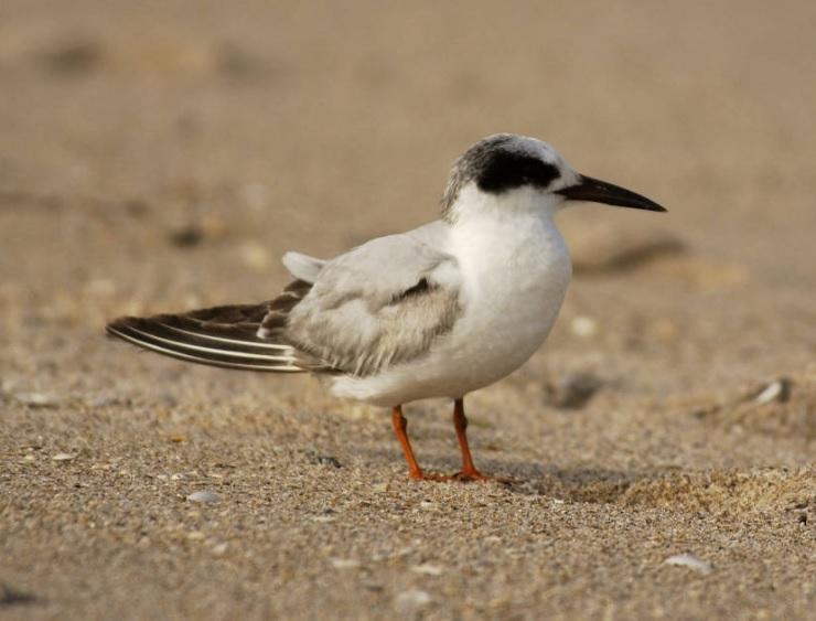 Forster's tern