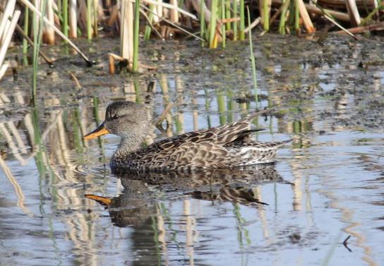 Gadwall