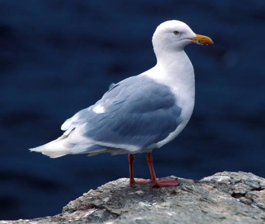 glaucous gull