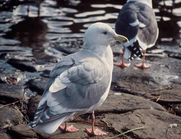 glaucous-winged gull