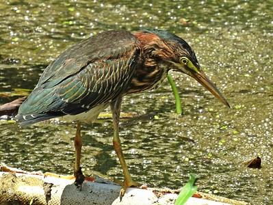 Green Heron