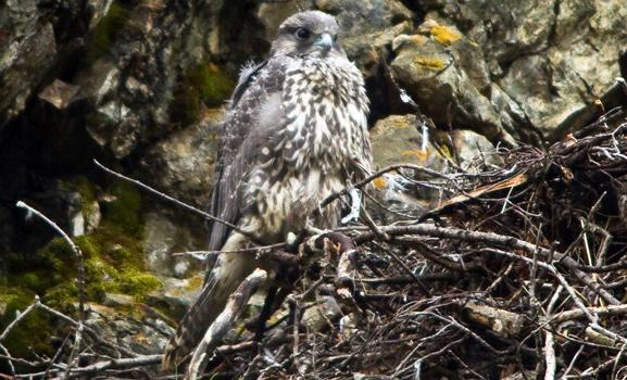 Gyrfalcon