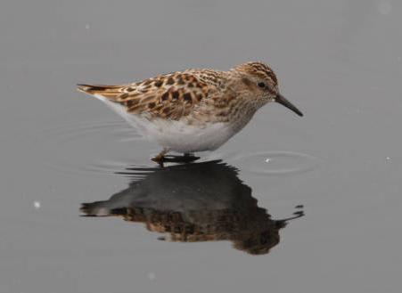 least sandpiper