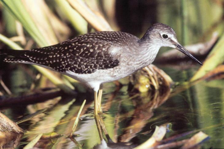 Lesser yellowlegs