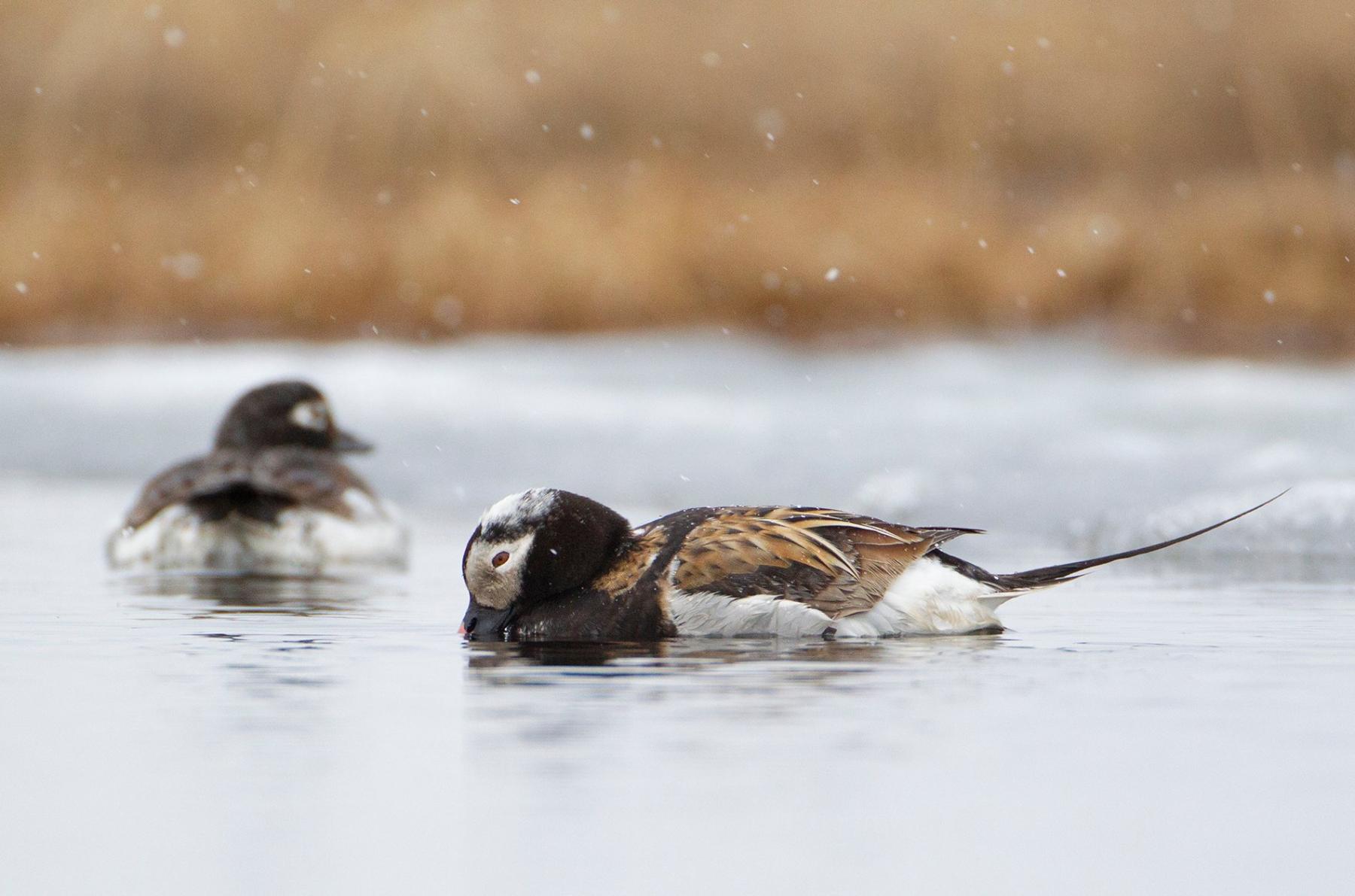 Long-tailed ducks