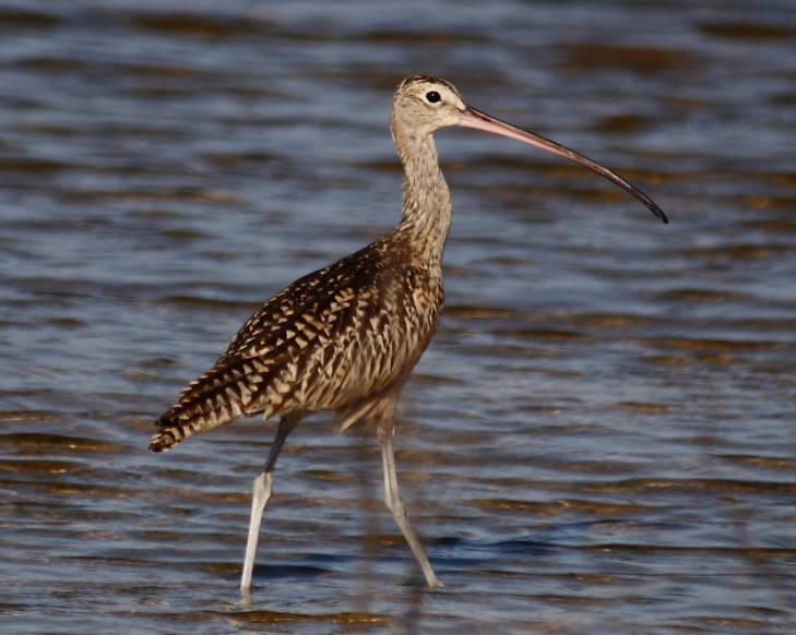 Long-billed curlew