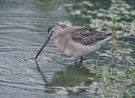 long-billed dowitcher