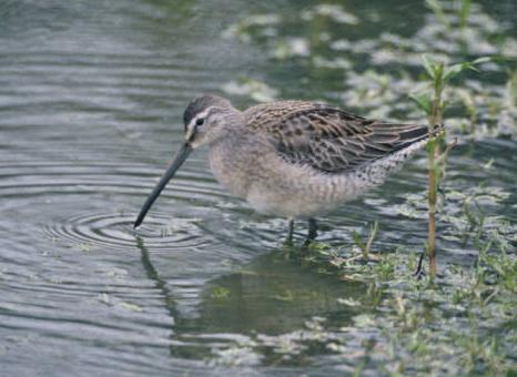 long-billed dowitcher