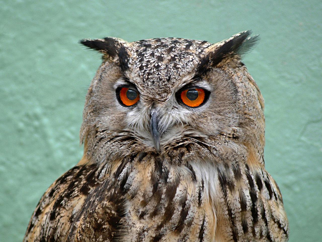 long-eared owl