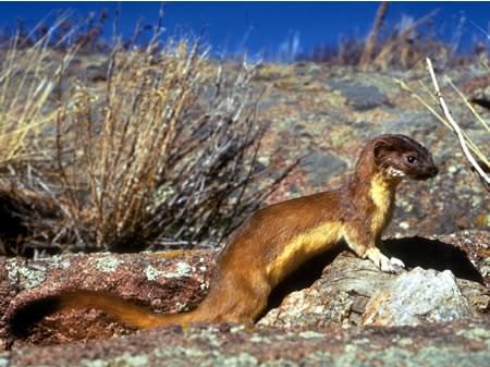 Long-tailed weasel