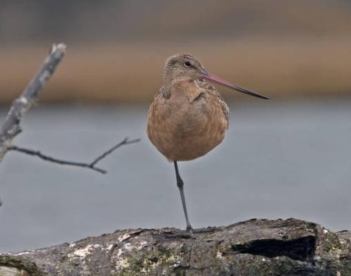 marbled godwit