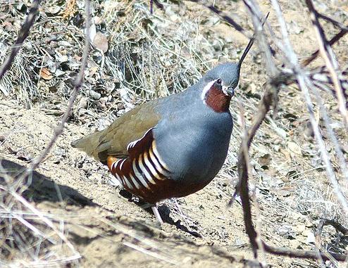 Mountain Quail