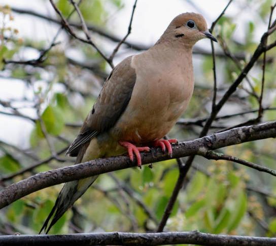 mourning dove