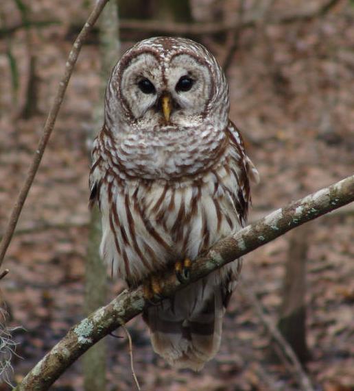 barred owl 