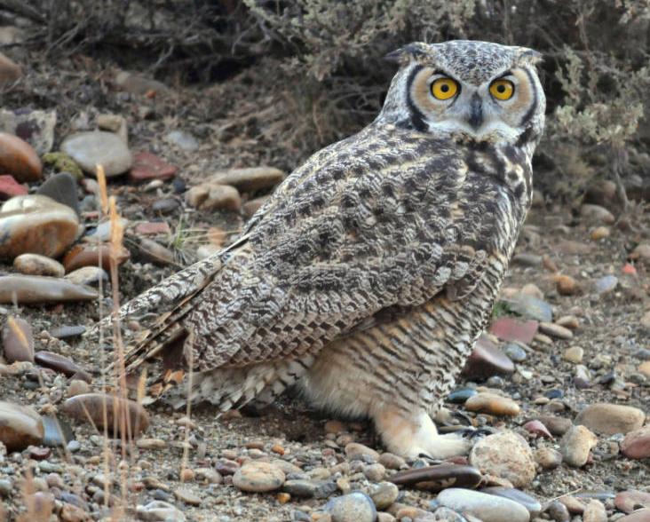 Great Horned Owl