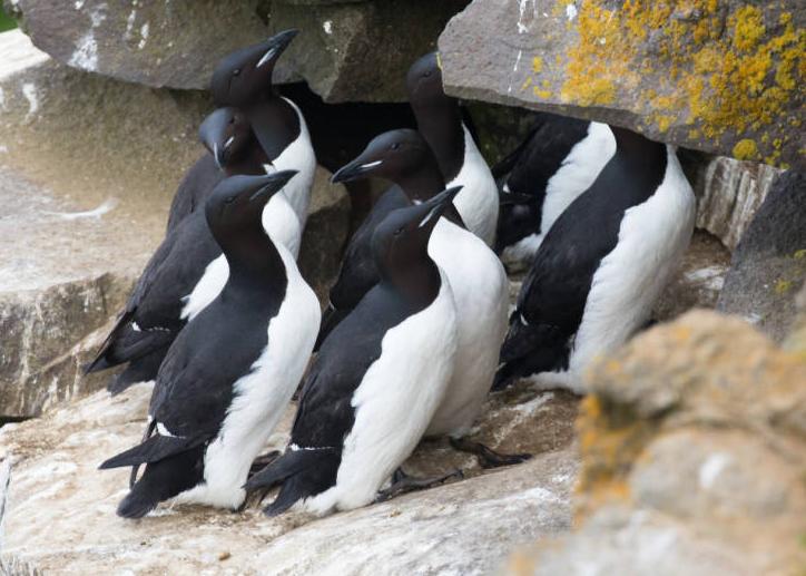 Common Murres