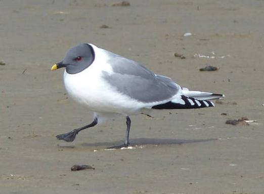 Sabine's Gull