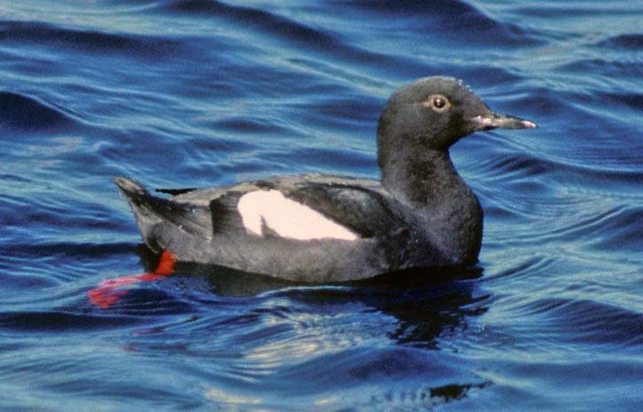 Pigeon guillemot