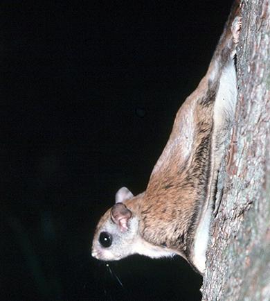 Northern Flying Squirrel