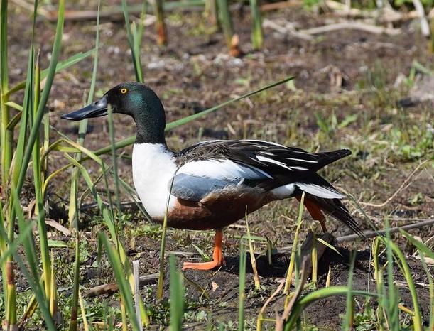 Northern Shoveler drake