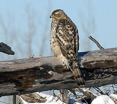 Northern Goshawk