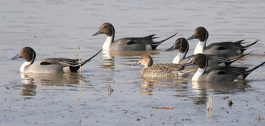 northern pintails