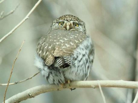 northern pygmy owl