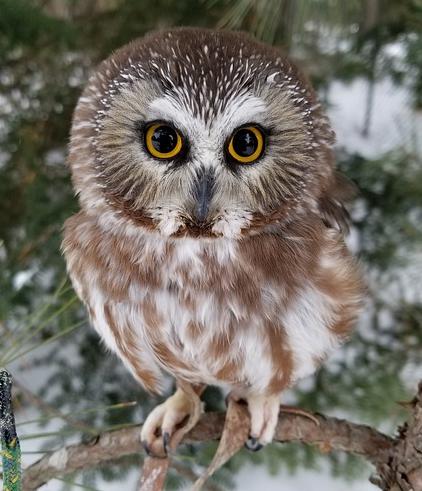 northern saw-whet owl