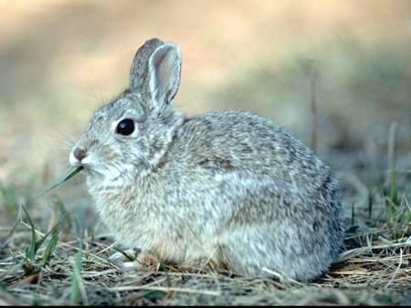 Mountain cottontail