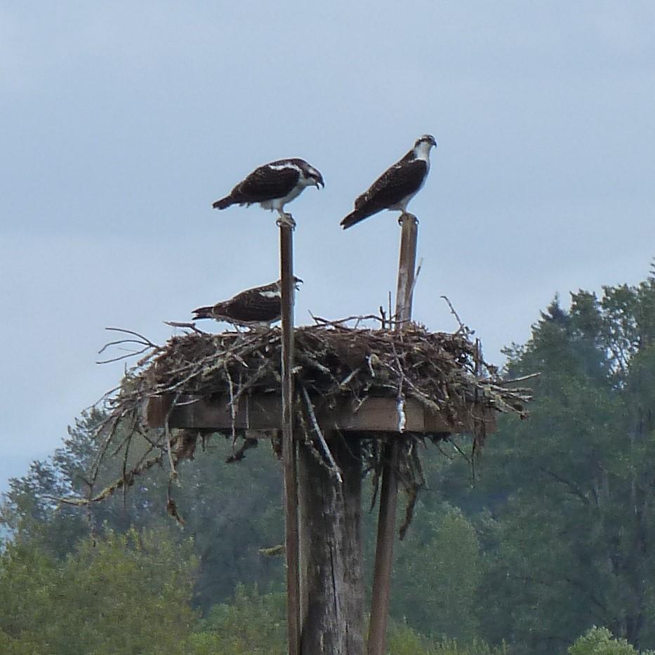 Osprey