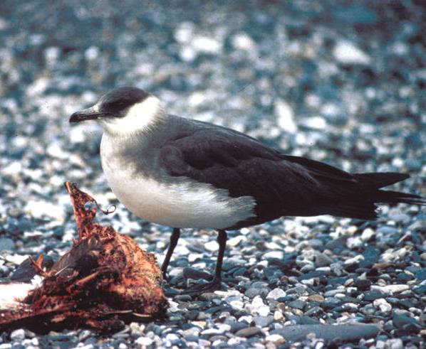 parasitic jaeger