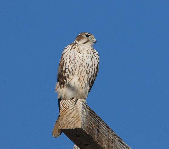 Prairie Falcon