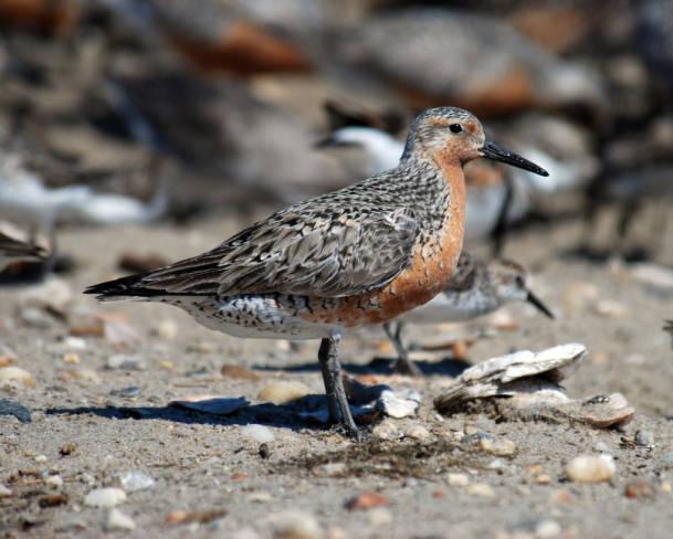 red knot