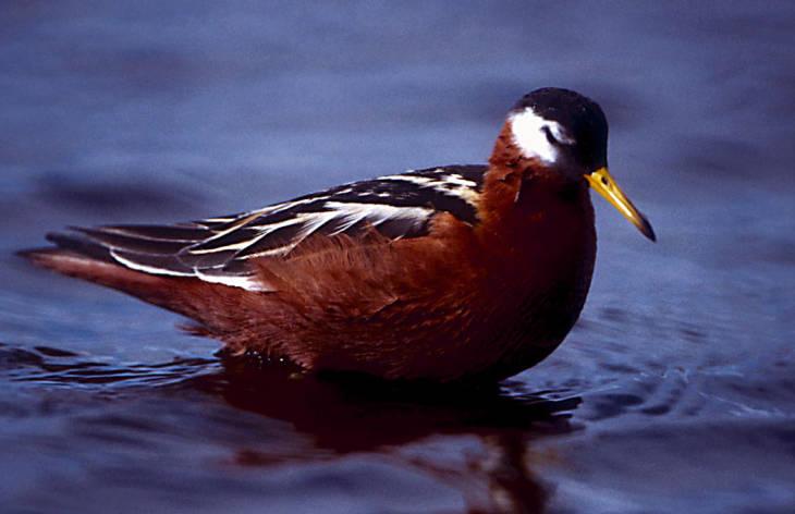 red phalarope