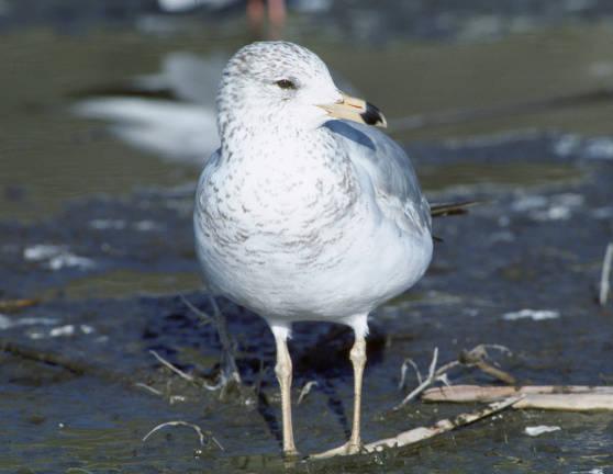 ring-billed gull