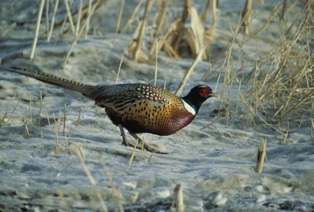 Ring-necked pheasant