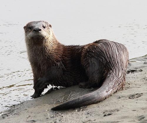 River Otter