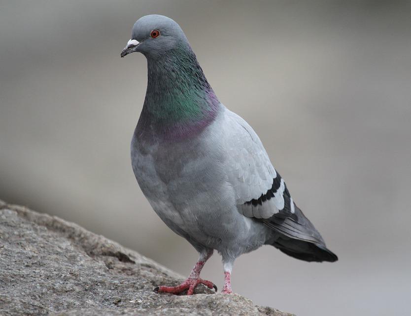 rock pigeon