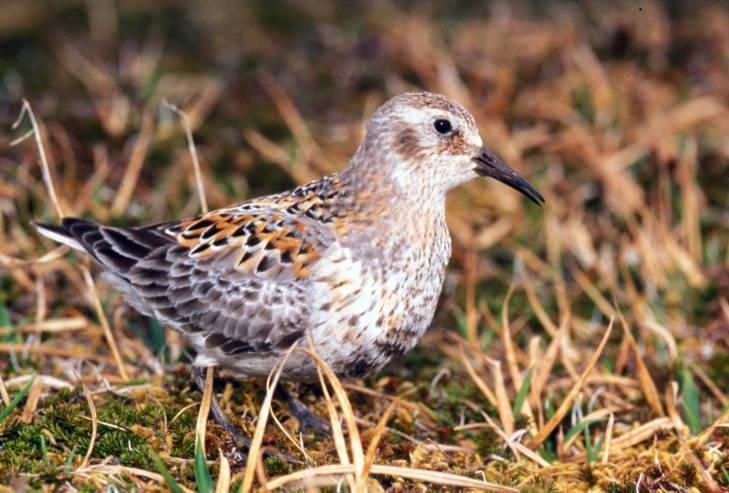 rock sandpiper