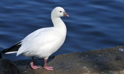 Ross's Goose