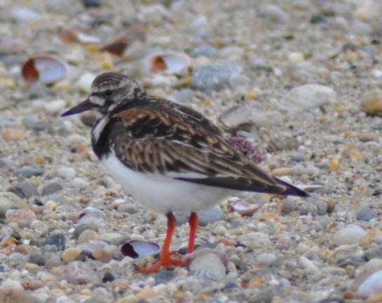 ruddy turnstone