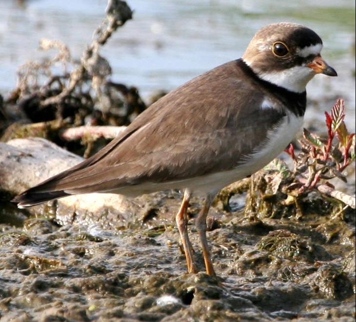 Semipalmated Plover