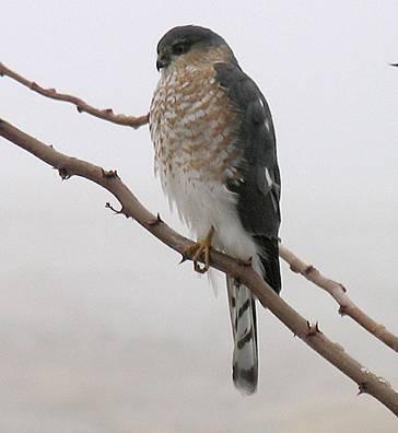 Sharp-shinned Hawk