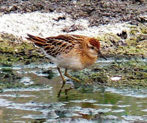 sharp-tailed sandpiper