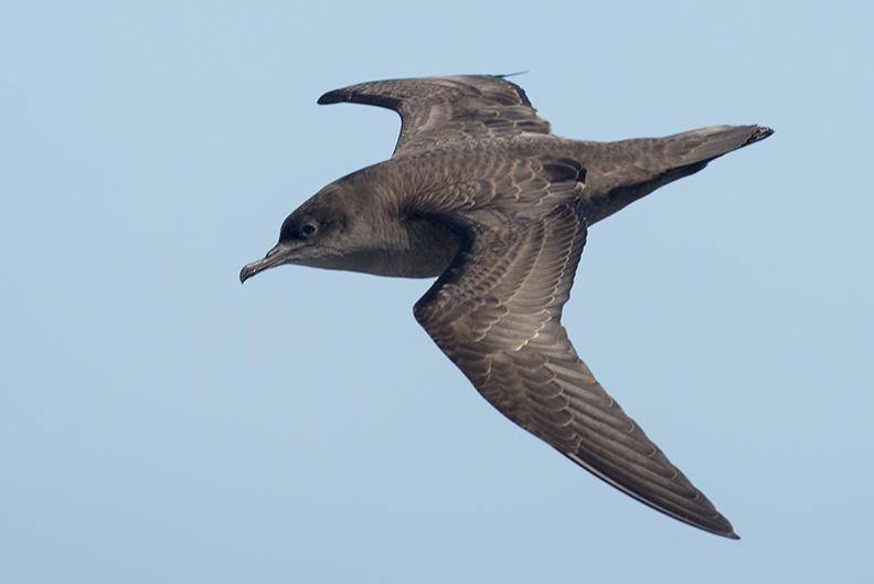 Short-tailed shearwater in flight