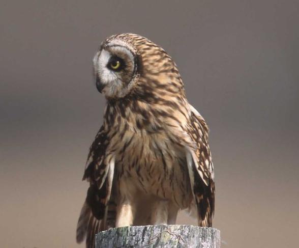 short-eared owl