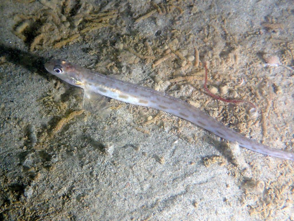 Snake Prickleback