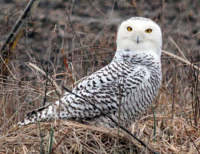 snowy owl